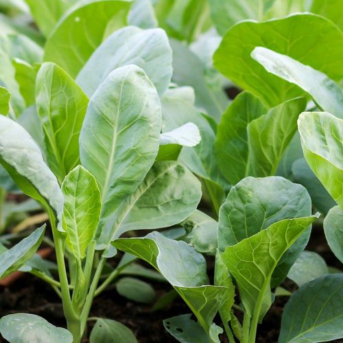 Gai Lan, kiinalaiset parsakaalit