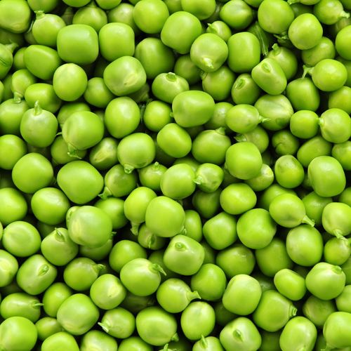 Silpoydinherneet Silpoydinherneet