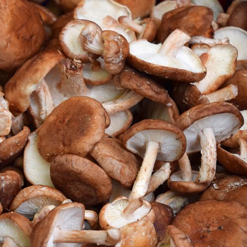 Siitakkeet Siitakkeet