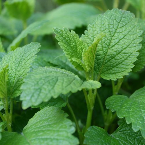 Sitruunamelissat Sitruunamelissat