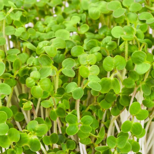 Keltasinapit Keltasinapit